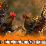 Đá Gà Cựa Sắt