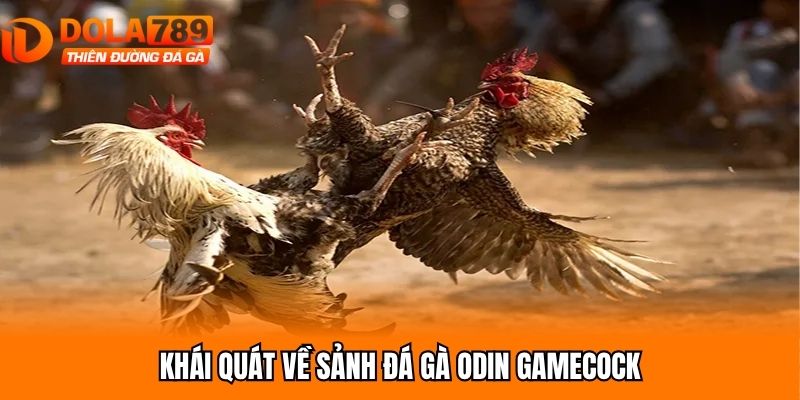 Khái quát về sảnh đá gà Odin Gamecock